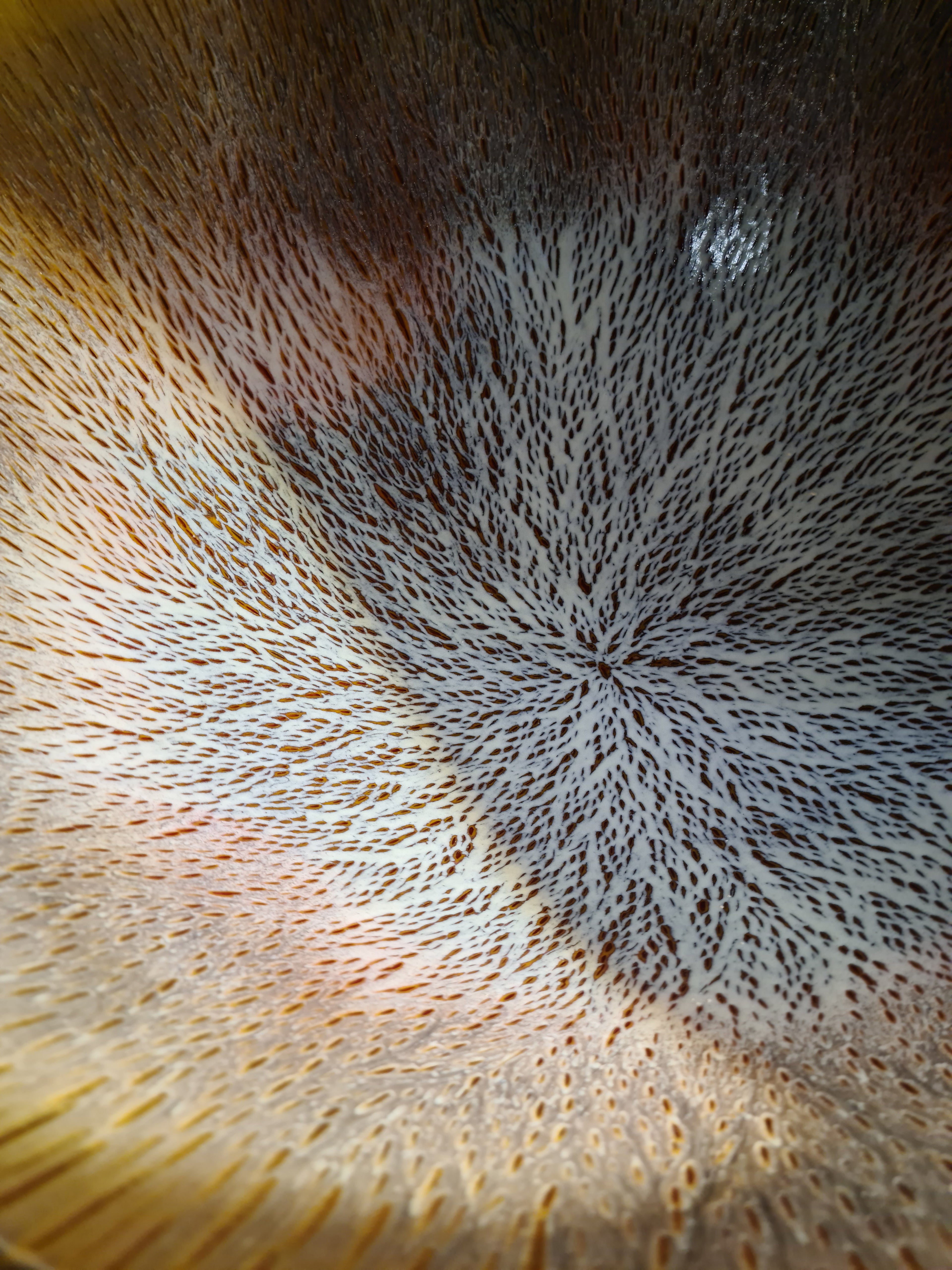 Banksia