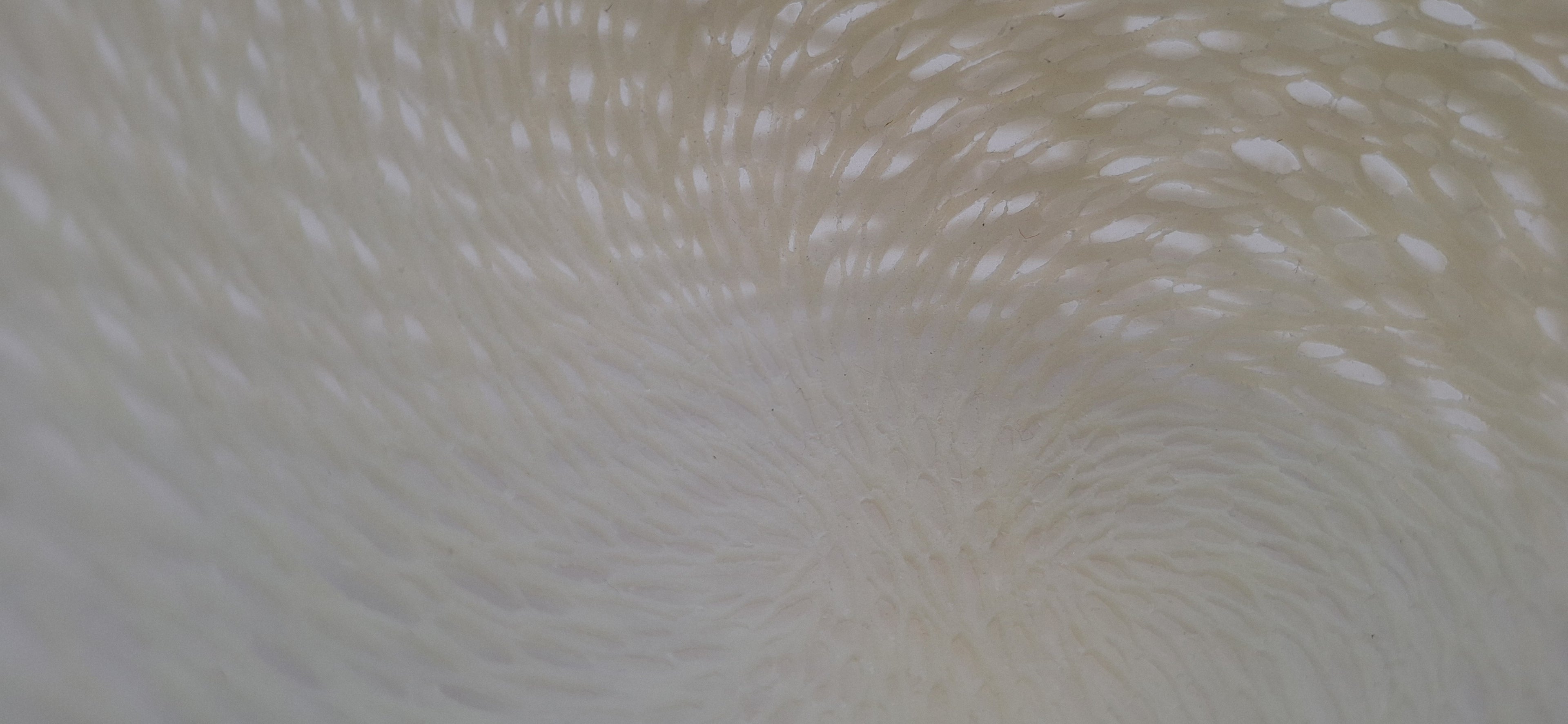 Crow & the Ice Cream