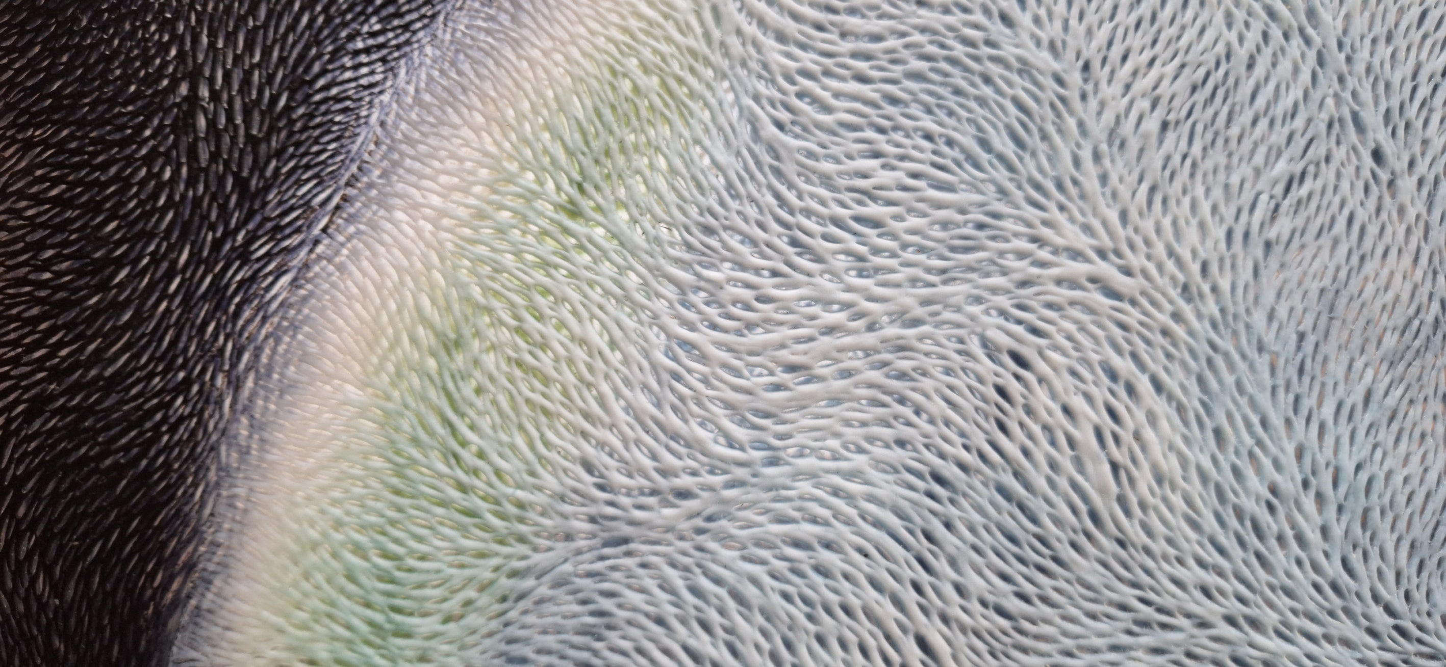 Chasing everything in endless song (2024)