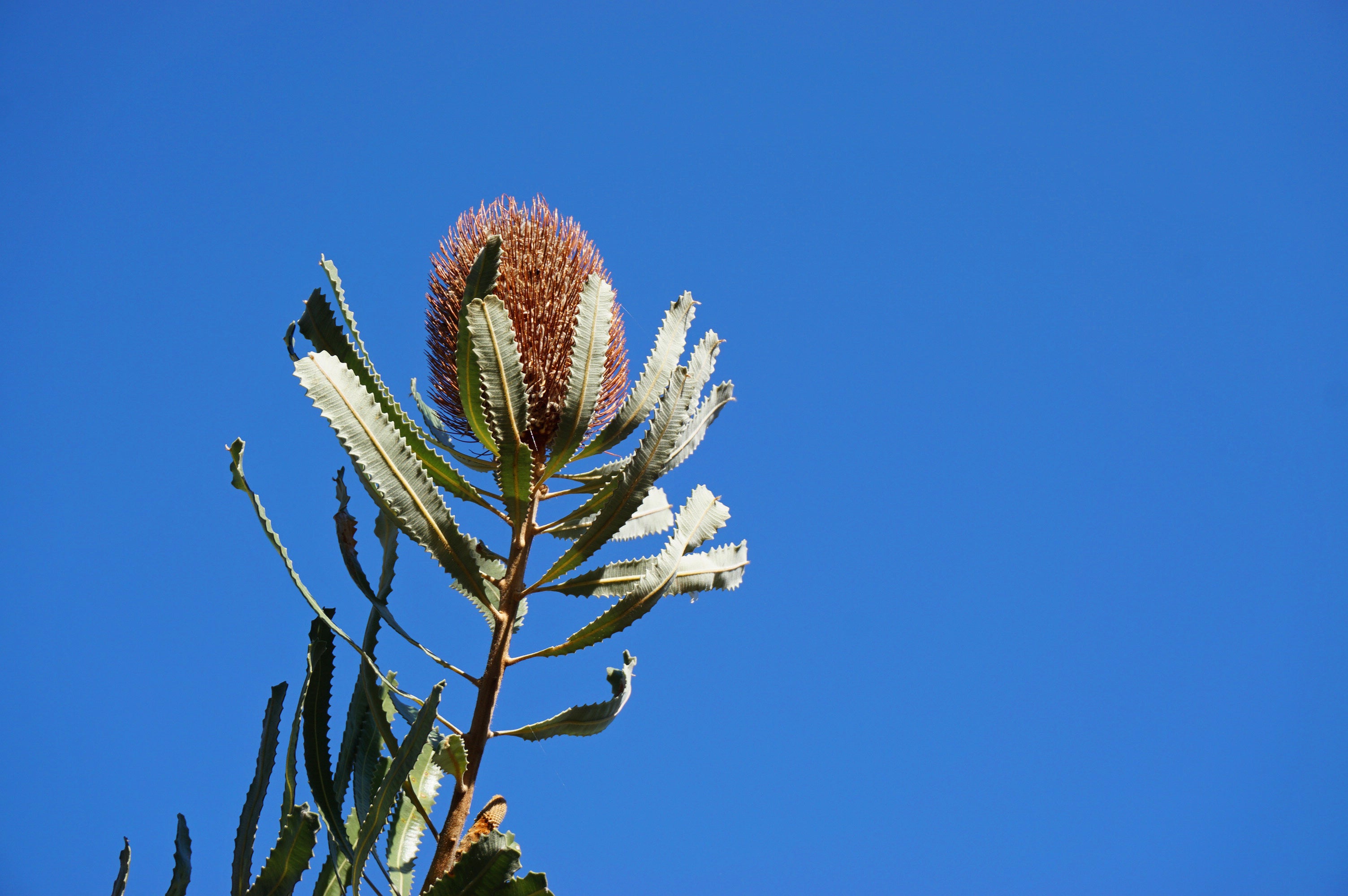Banksia