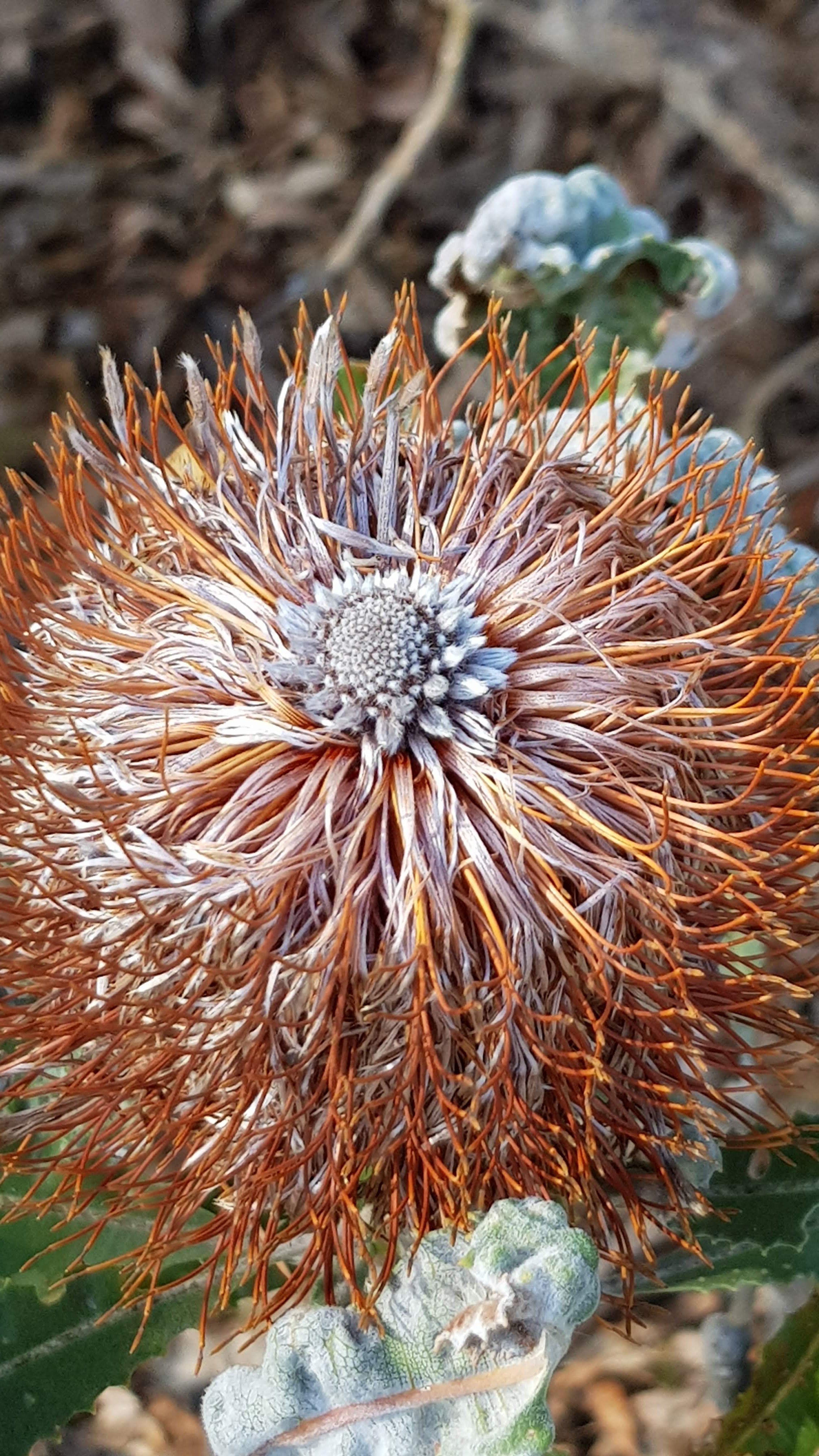 Banksia