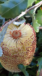 Banksia