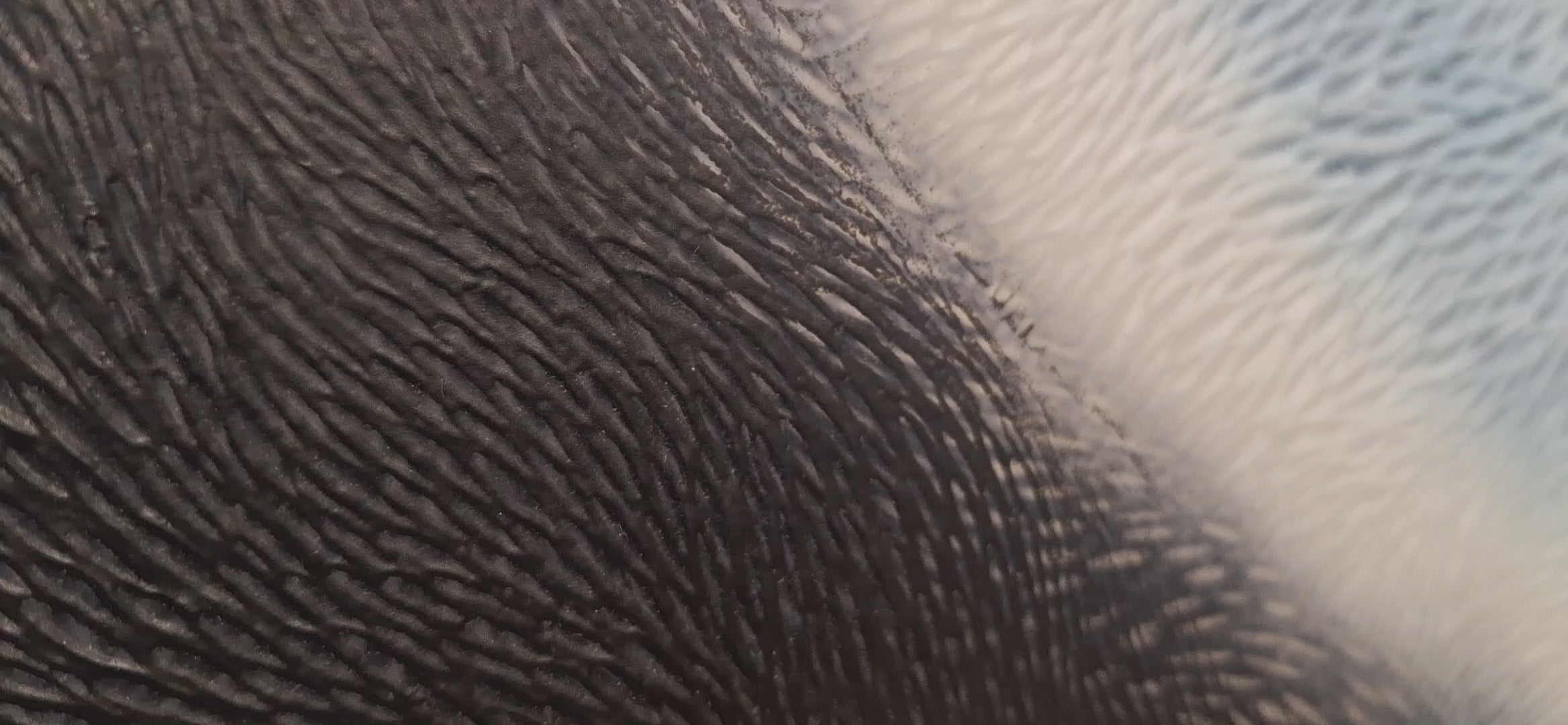 Chasing everything in endless song (2024)